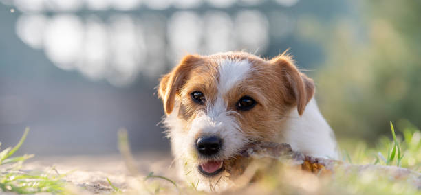 Portrait of a jack russell terrier dog eating meat in a spring garden full of sunshine. stock photo