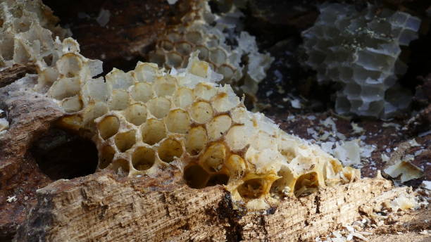 istock Natural beehive of wild bees 1213912190