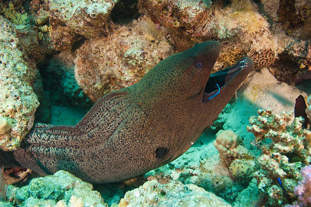 istock Giant moray eel with a cleaner wrasse 121391230