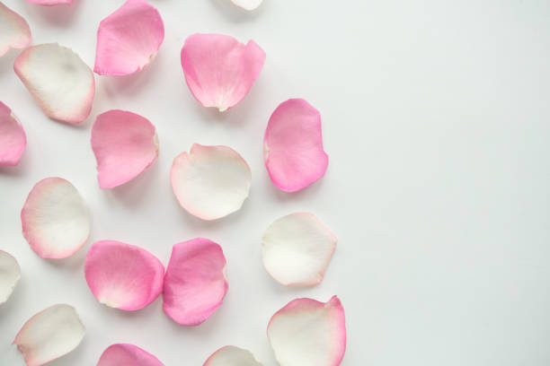 istock Pink and white  rose petals on white background. Valentine's Day concept 1213912427
