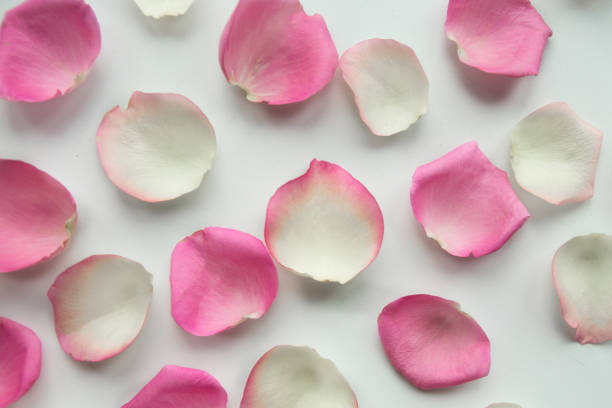 istock Pink and white  rose petals on white background. Valentine's Day concept 1213912449