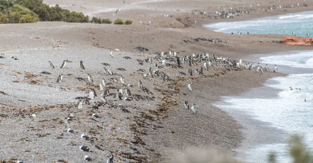 istock Magellanic penguins  