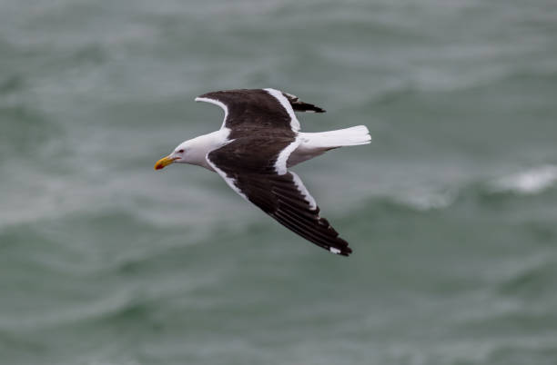 istock A Kelp gull 