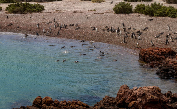 istock Magellanic penguins  