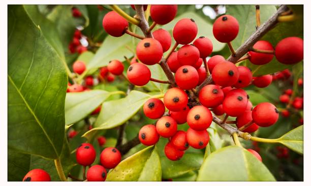 istock Holly Leaves and Berries 1213914006