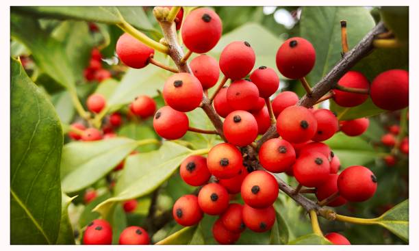 istock Holly Leaves and Berries 1213914012