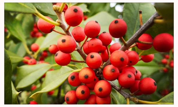 istock Holly Leaves and Berries 1213914015