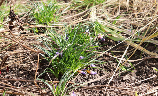 istock spring flowers in the garden 1213914061