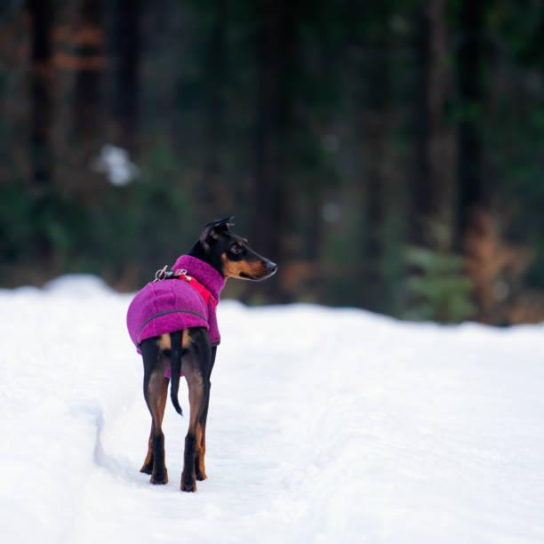 istock Portrait of Manchester Terrier  lady Cara 1213916508