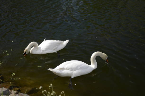 White swans swims in pond. Spring day with blue sky and water.
