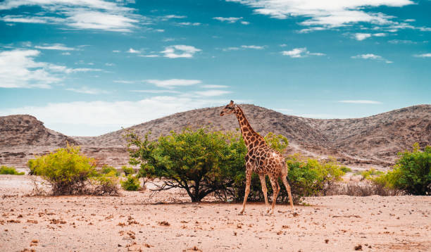 giraffa solista in namibia - kalahari gemsbok national park foto e immagini stock