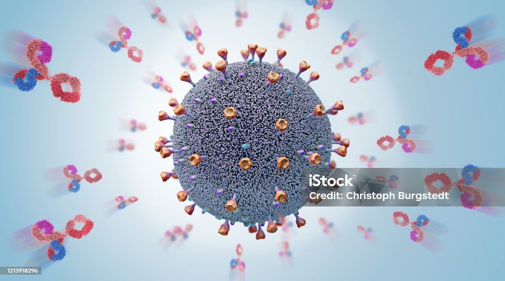 The body's own released antibodies attack a virus pathogen cell - 3d illustration Antibody Stock Photo