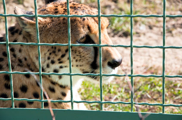 gepard za siatką drucianą - leopard horizontal snout fur zdjęcia i obrazy z banku zdjęć