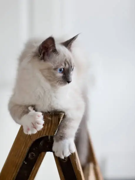 a Burmese cat sits on an old ladder