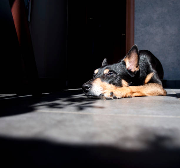 istock pinscher dog sleeping and take some rest, dog sleeping and dreaming, copy space. 1213922967