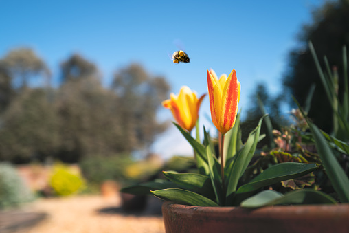 Red and yellow tulip in a pot in a residential garden on a bright spring day with blue sky.  A bumble bee is flying near by with pollen sack on its legs. There is motion blur on the bee.