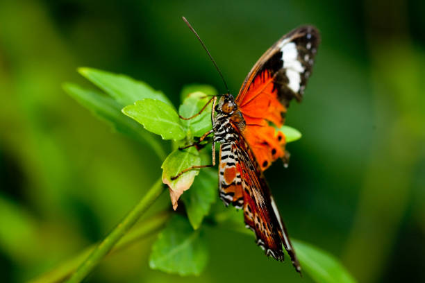 istock Orange Lacewing Butterfly 1213923923
