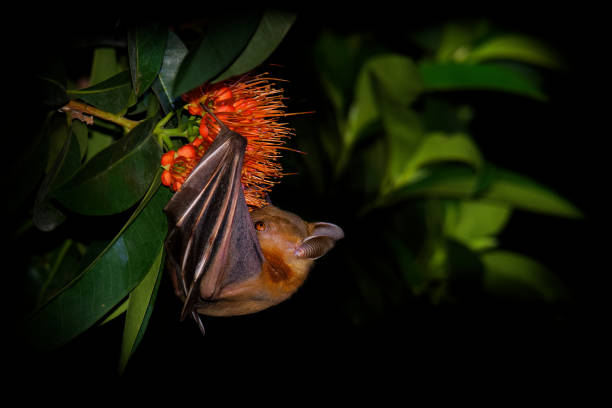 lesser short-nosed fruit bat - cynopterus brachyotis gatunków megabat w rodzinie pteropodidae, mały nietoperz w nocy, że mieszka w azji południowej i południowo-wschodniej i indonezji (borneo). - shorted zdjęcia i obrazy z banku zdjęć