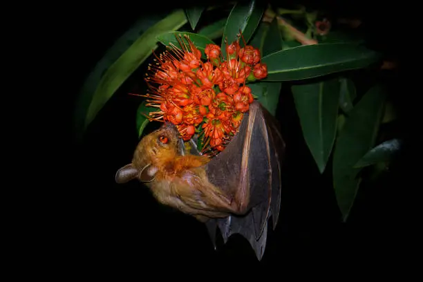 Photo of Lesser Short-nosed Fruit Bat - Cynopterus brachyotis  species of megabat within the family Pteropodidae, small bat during night that lives in South and Southeast Asia and Indonesia (Borneo).