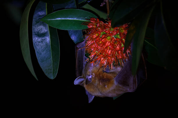 lesser short-nosed fruit bat - cynopterus brachyotis  species of megabat within the family pteropodidae, small bat during night that lives in south and southeast asia and indonesia (borneo). - shorted imagens e fotografias de stock