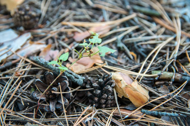 istock Ground in forest covered with coniferous needles and branches. 1213924980