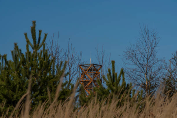 View for landscape with cut down forests after bark beetle in south Moravia region in winter sunny day