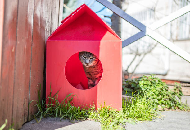 Cat cabin stands on street.  Street house for stray cats in Istanbul, Turkey