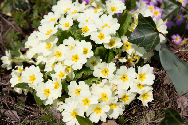 istock Bunch of White Primrose,  Strauss weisse Primel 1213927166