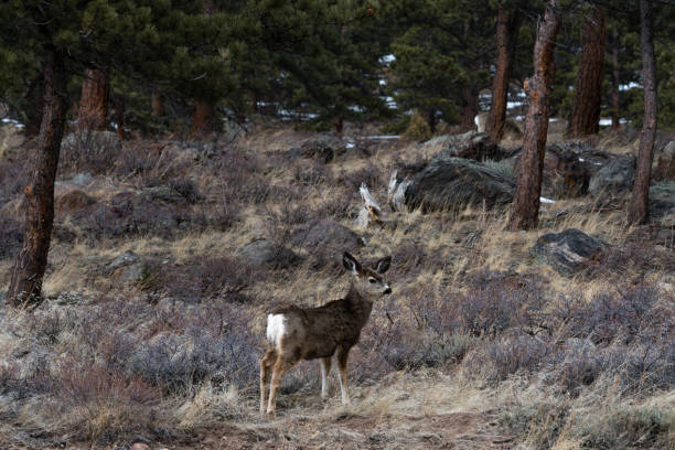 istock Mule Deer in Colorado 1213927402