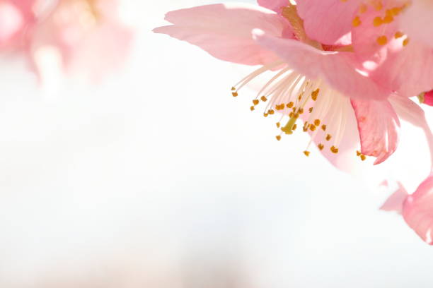 Cherry blossoms in japan