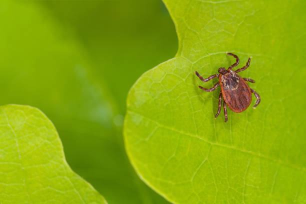 istock Parasite mite sitting on a green leaf. Danger of tick bite. 1213928455