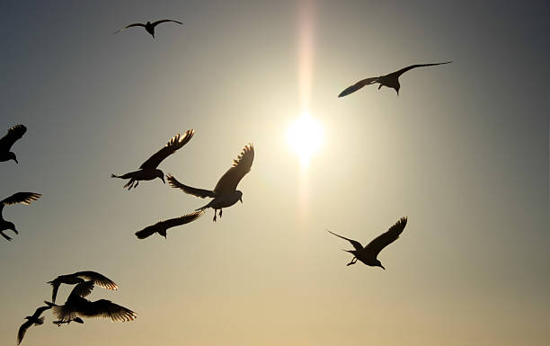istock Flock Of Seagulls 121392861