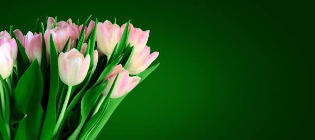 istock Bouquet of Tulips on green panoramic background 1213928658