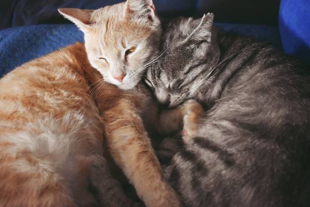 istock Ginger and gray cat having a nap together 1213928709