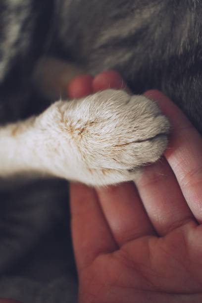 istock Yellow paw and a human hand 1213928826