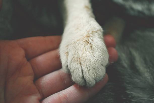 istock Cat paw and human hand 1213929396