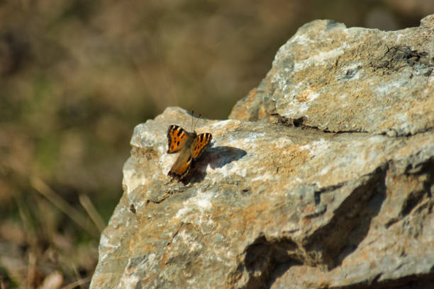 Butterfly on the rock outdoors