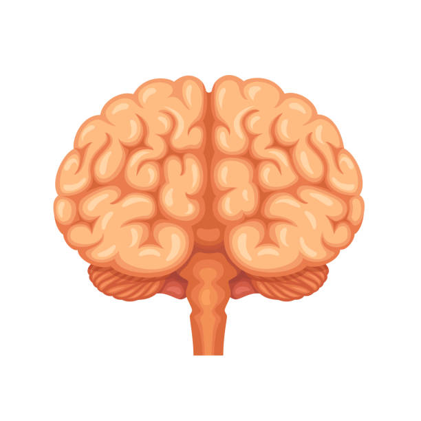 Human Brain Anatomy. Front view Human brain anatomy. Front view brain stem stock illustrations