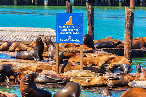 San Francisco, CA, USA - September 8, 2019: Pier 39 with Sea Lions resting on wooden platforms with Warning Sign not to feed or harass them.