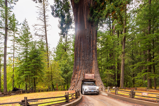 Leggett, CA, USA - September 18, 2019: Chandelier Drive Through Redwood Tree in Leggett, Northern California, USA. The name 