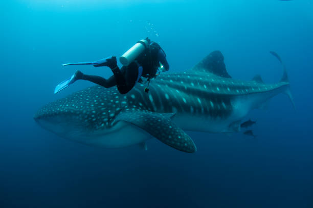 Galapagos Underwater Underwater Photography of Galápagos, Ecuador whale shark photos stock pictures, royalty-free photos & images