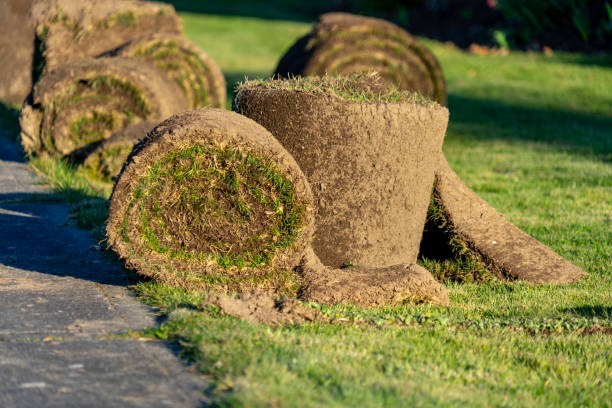 istock Rolls of fresh sod grass lawn ready for planting 1213931342