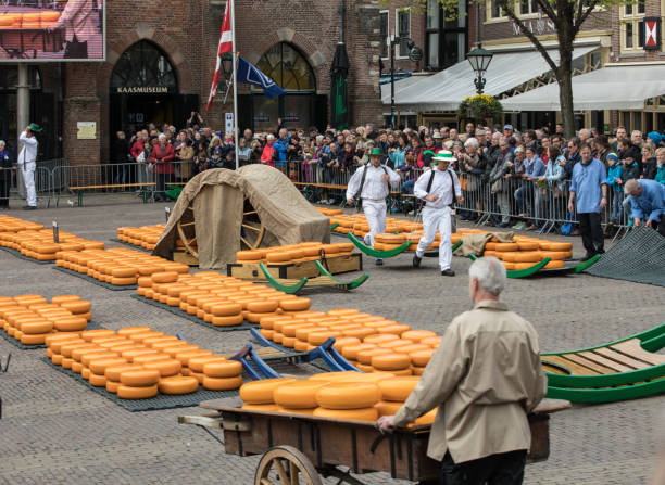 Typical cheese market in the city of Alkmaar in Netherlands Alkmaar, Netherlands - April 21, 2017: Typical cheese market in the city of Alkmaar in Netherlands, one of the only four traditional Dutch cheese markets still in existence and one of the country's most popular tourist attractions. cheese dutch culture cheese making people stock pictures, royalty-free photos & images