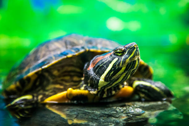Freshwater turtle swimming on the surface of dirty polluted water in the river. Seasonal diatom bloom and wildlife survival in nature. Fauna of Europe. Endangered species