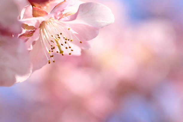 istock Cherry blossoms in japan 1213932602