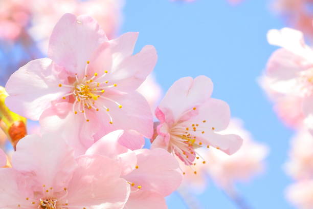 istock Cherry blossoms in japan 1213932674