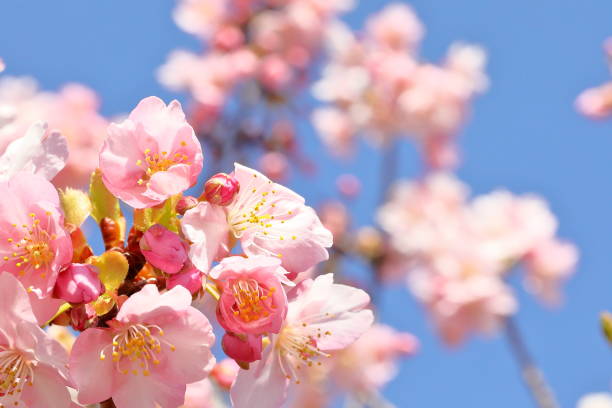 istock Cherry blossoms in japan 1213933211