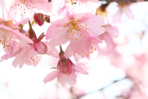 istock Cherry blossoms in japan 1213933243