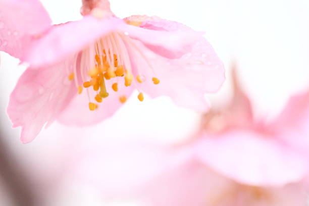 istock Cherry blossoms in japan 1213933382