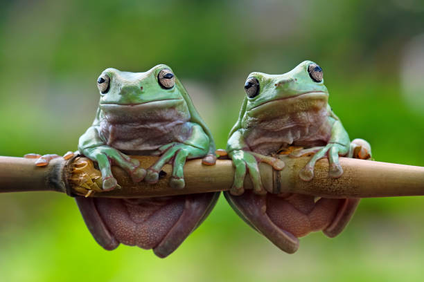 Green tree frogs on a branch dumpy frog, animal closeup tree frog photos stock pictures, royalty-free photos & images